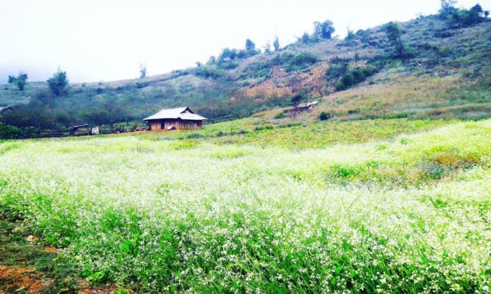 moc chau white mustard flower season